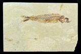 Cretaceous Fossil Fish (Hajulia) - Lebanon #124010-1